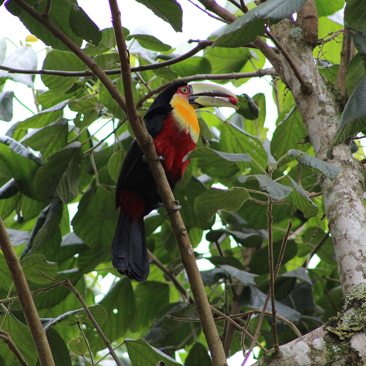 Live From Costa Rica: The Heart of Paradise