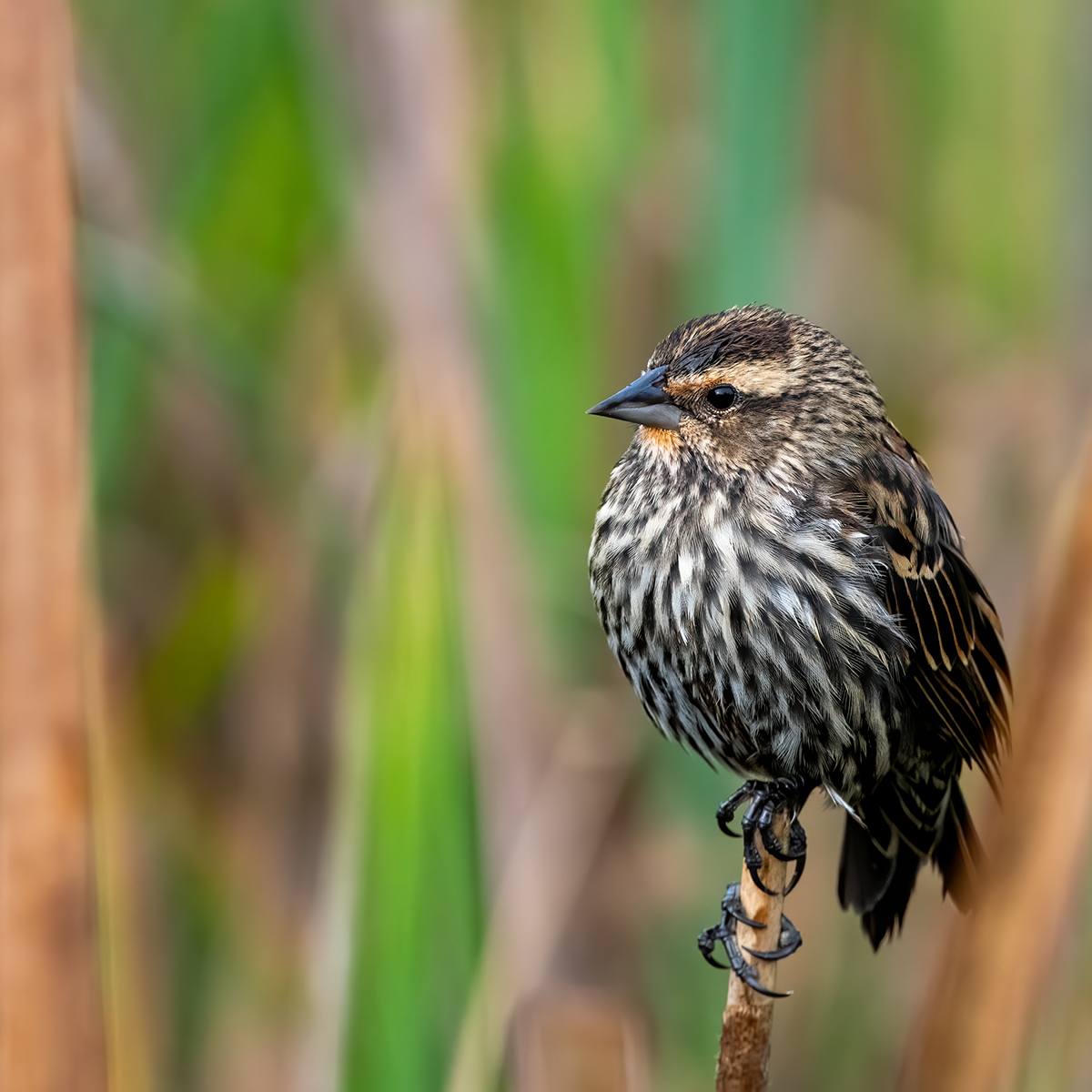 A World from One Window: A Theater of Wings – Photography Exhibition & Opening Reception